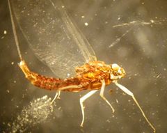 Serratella serratoides