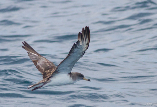 Puffin de Scopoli