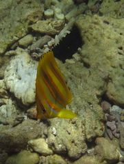 Chaetodon rainfordi