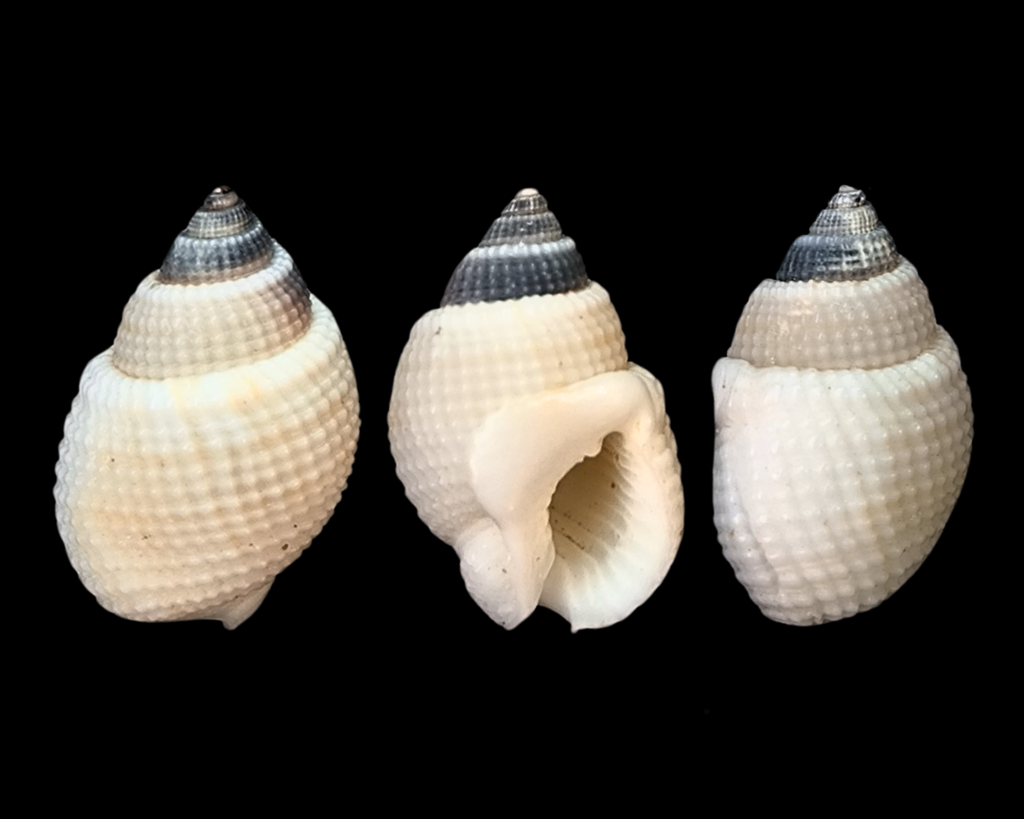 Nassarius albescens