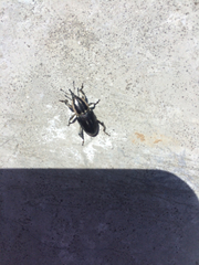 Sphenophorus aequalis