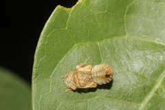 Iassinae