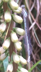 Enallagma cyathigerum