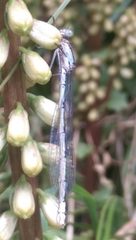 Enallagma cyathigerum