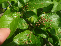 Eriophyes prunianus