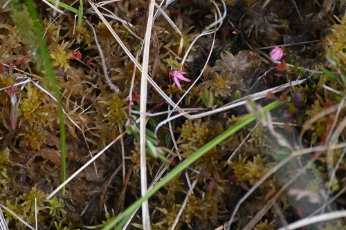Image of Vaccinium microcarpum by (c) Syd Cannings, some rights reserved (CC BY)