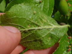 Eriophyes prunianus