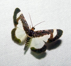 Heliomata cycladata
