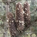 Abies flinckii - Photo (c) Dante S. Figueroa, some rights reserved (CC BY-SA), uploaded by Dante S. Figueroa