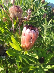 Protea burchellii × laurifolia