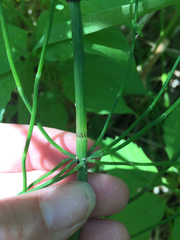 Equisetum fluviatile