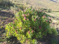 Protea burchellii × laurifolia