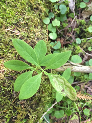 Lonicera dioica