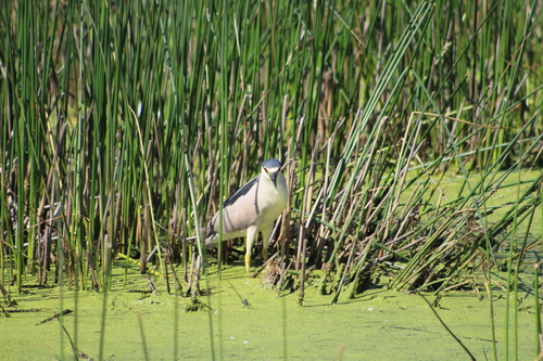 Black-crowned Night Heron photographed in Idaho