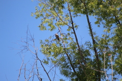Streptopelia decaocto