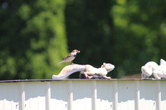 Passer domesticus