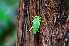 Paracyrtophyllus robustus