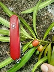 Podocarpus matudae jaliscanus