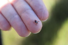Dermacentor variabilis