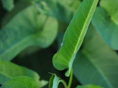 Agriocnemis femina oryzae