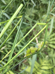 Carex bebbii