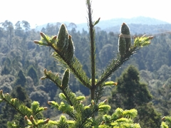 Abies jaliscana
