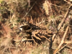 Datura stramonium