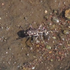 Cicindela sedecimpunctata