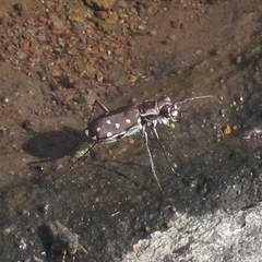 Cicindela sedecimpunctata