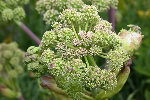 Image of Angelica ampla by (c) Anders Hastings, some rights reserved (CC BY)