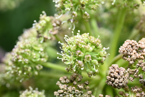 Image of Angelica ampla by (c) Anders Hastings, some rights reserved (CC BY)