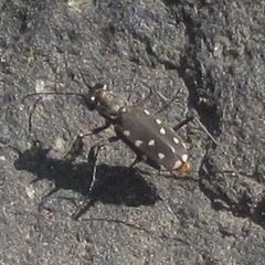 Cicindela sedecimpunctata