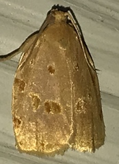 Archips rileyana