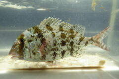 Grass Porgy photo 3