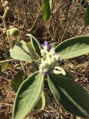 Solanum mauritianum
