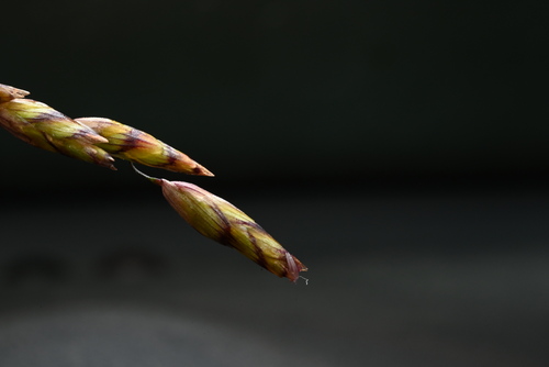 Image of Purple Onion Grass (Melica spectabilis) by (c) Anders Hastings, some rights reserved (CC BY)