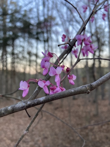 Piney Creek Wilderness Area Loop