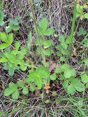 Drymocallis convallaria
