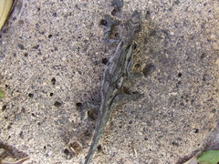 Bradypodion occidentale