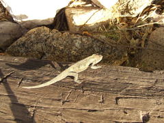 Bradypodion occidentale