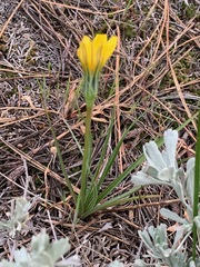 Nothocalais troximoides