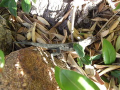 Bradypodion occidentale