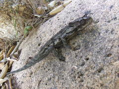 Bradypodion occidentale