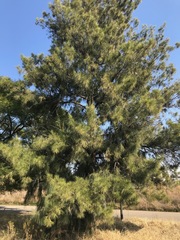 Casuarina cunninghamiana