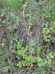 Drymocallis convallaria