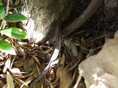 Bradypodion occidentale