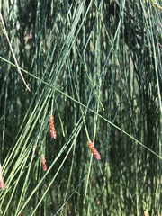 Casuarina cunninghamiana
