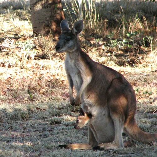 Common Wallaroo