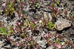 Polygonum polygaloides kelloggii
