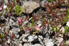 Polygonum polygaloides kelloggii